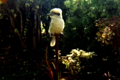 Kookaburra